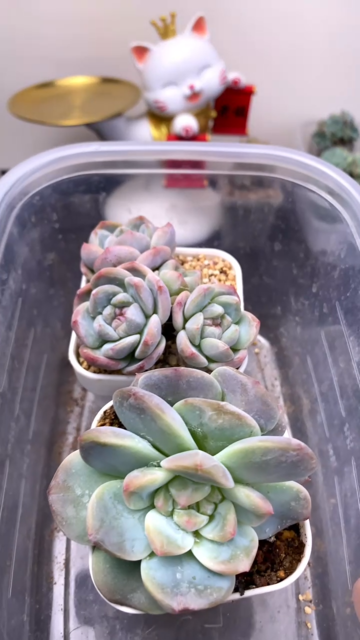 9.9两颗多肉包邮