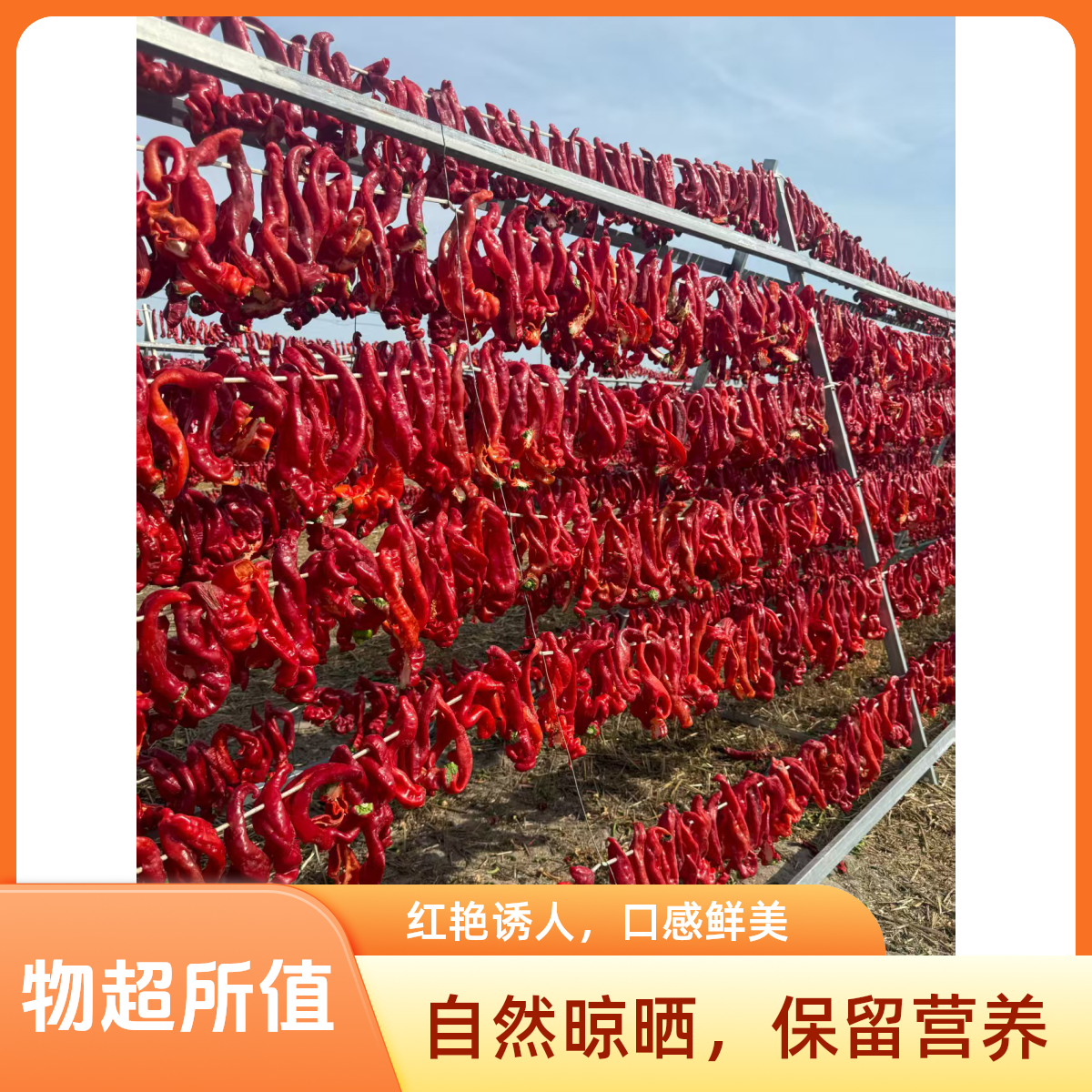 2025新货疆焉耆厚肉辣皮子自然挂晒微辣香甜大盘鸡拌面调料辣椒