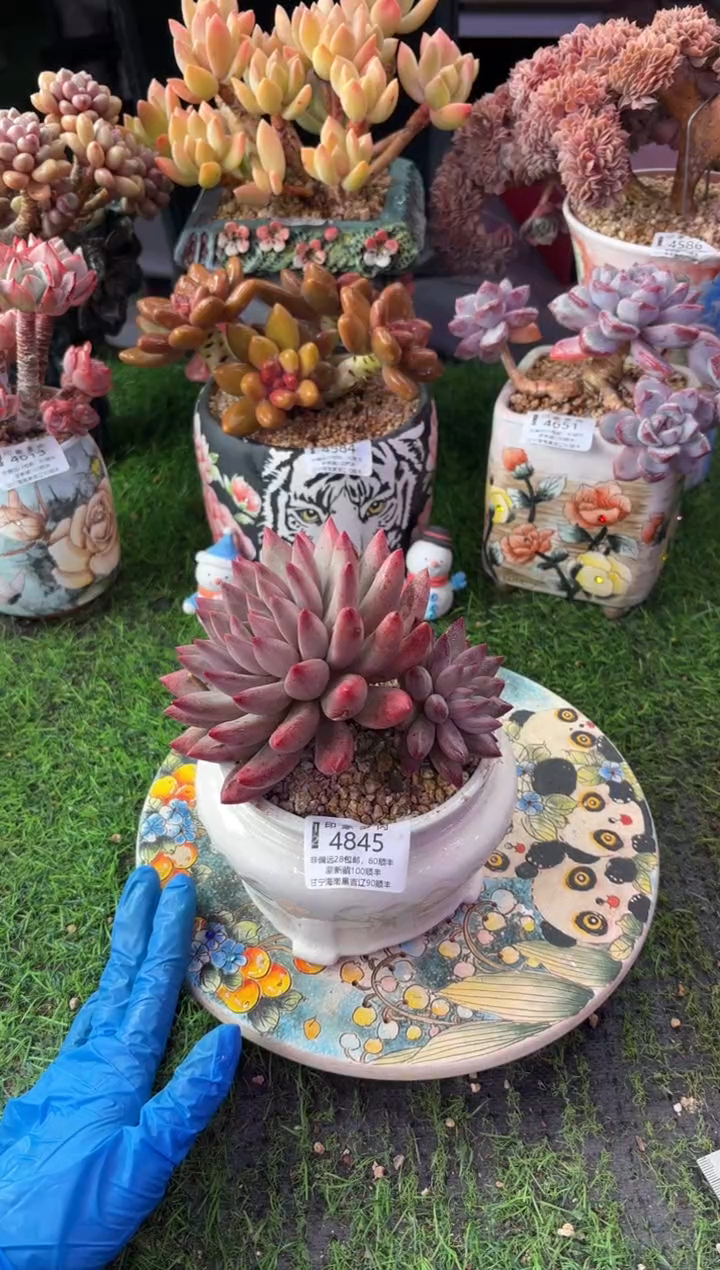 昆明印象多肉4845