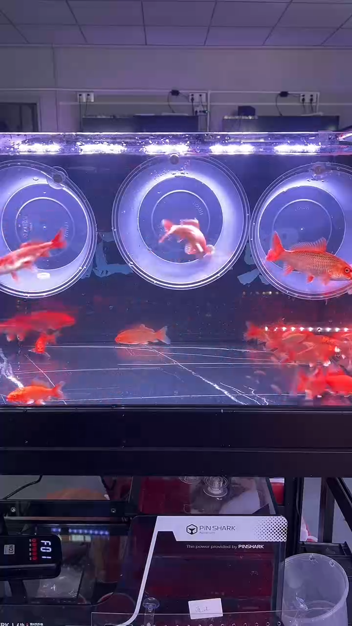 蝴蝶鲤鱼普身精品蝴蝶鲤链接（拆包裹前录视频，有售后问题概不负责