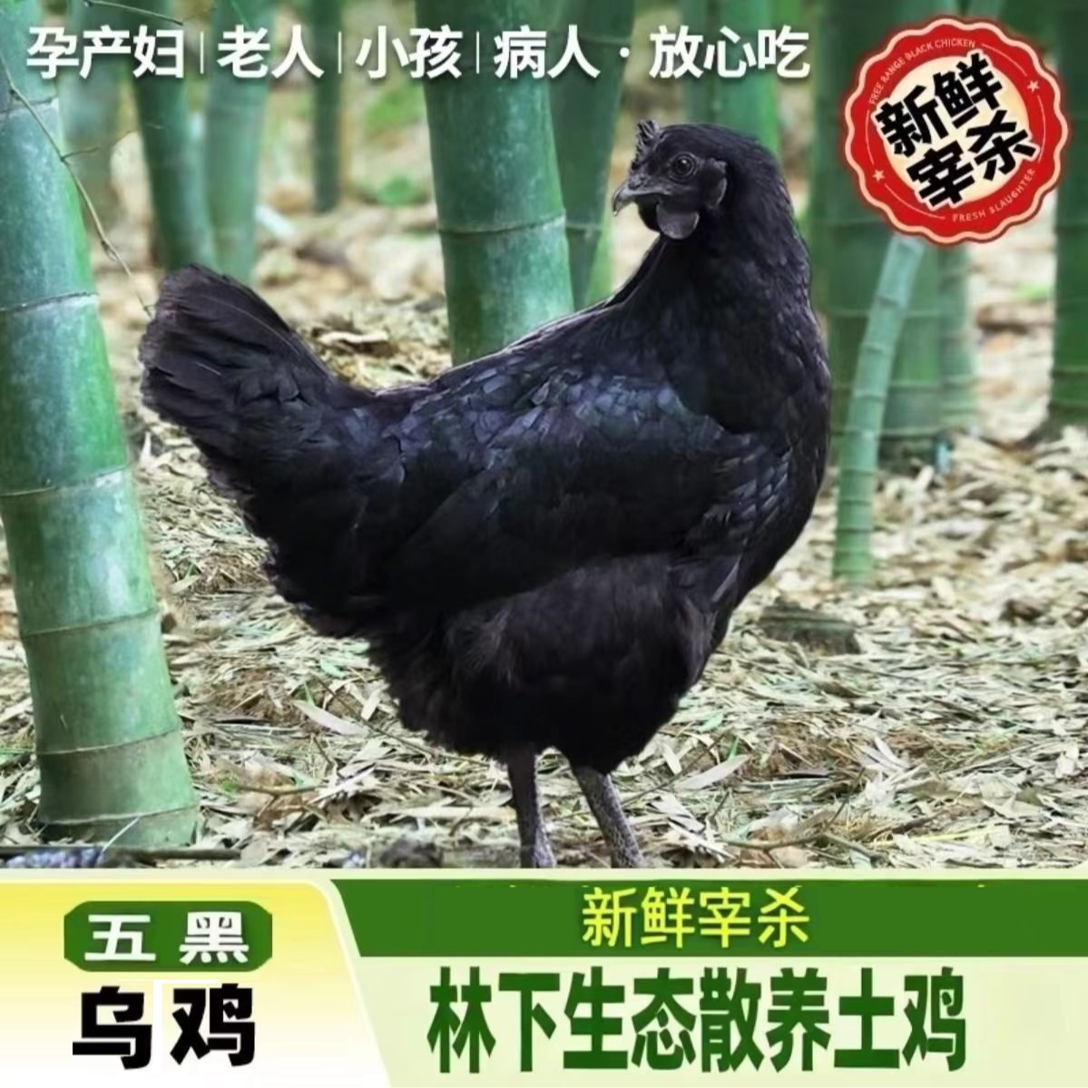 【称重福利】纯粮散养乌母鸡