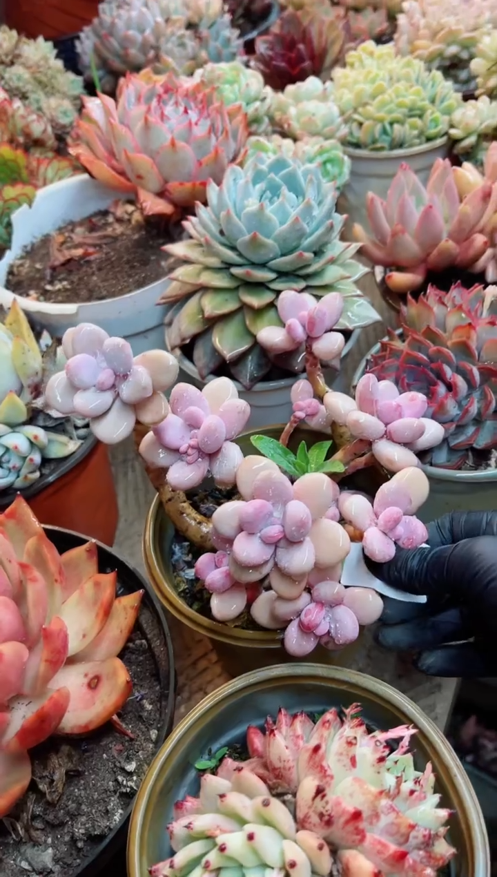 【闪购商品】08009多肉