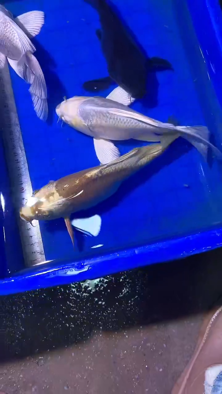 蝴蝶鲤鱼蝴蝶鲤直播选鱼专用链接 凭开箱视频售后 13条