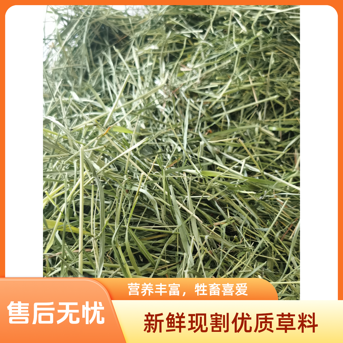 甘肃岷草优质烘干提摩西碎草兔粮豚鼠荷兰猪磨牙提摩西草干草