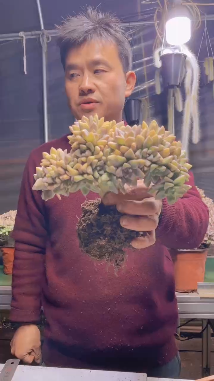 303淡雪缀化一物一拍