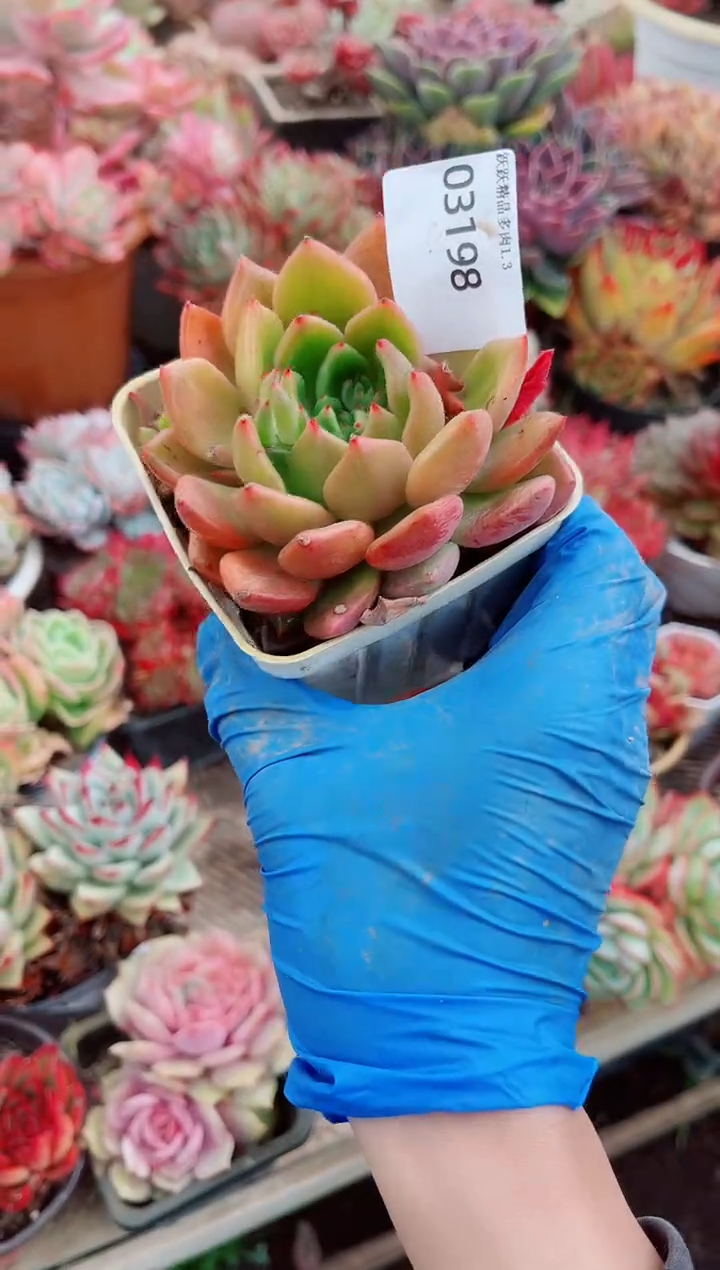 晚**鱼跃跃精品多肉03198