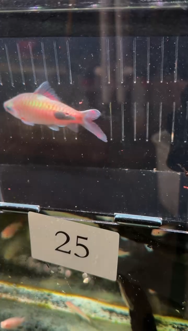 灯科鱼小*?25【彩虹道人  8-9cm  公】1条   