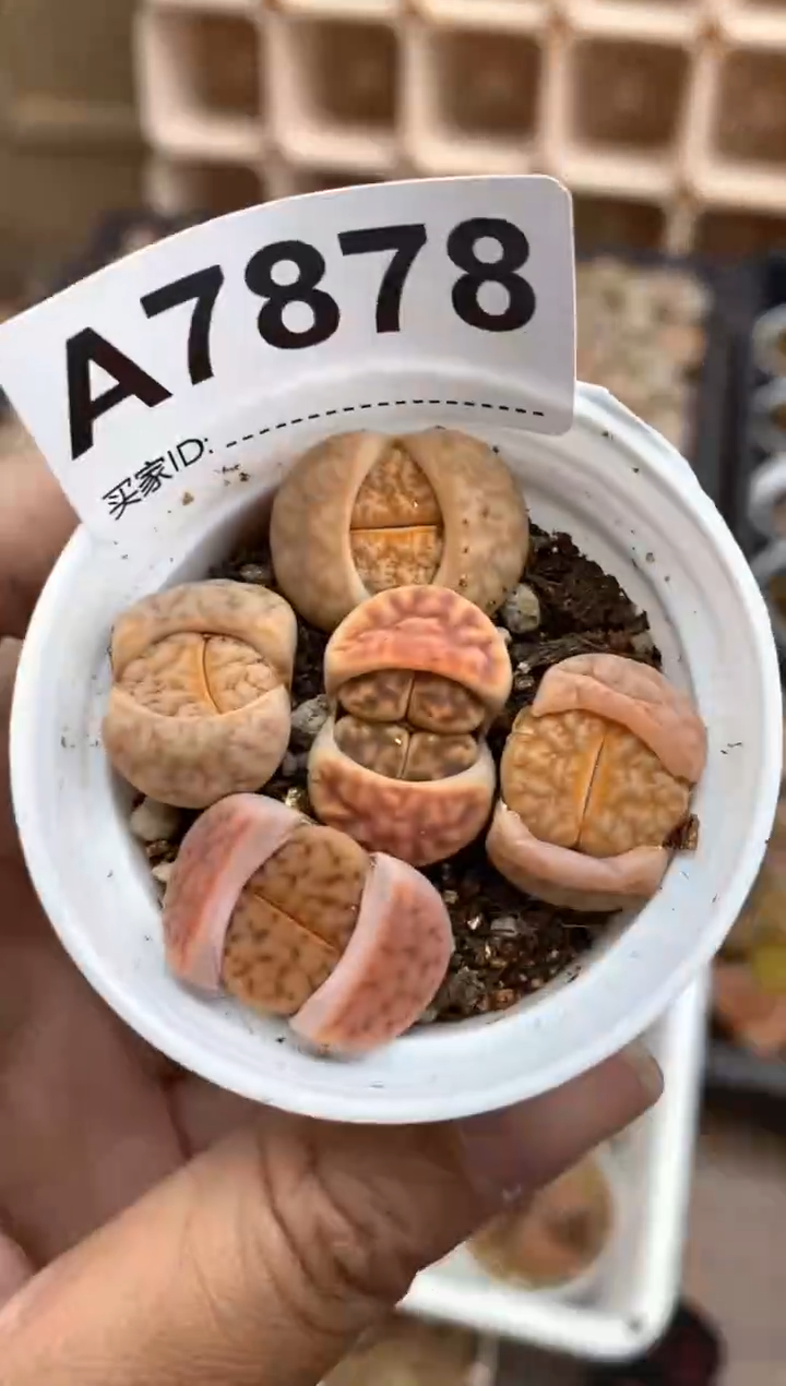 【闪购商品】7878直播一物一拍