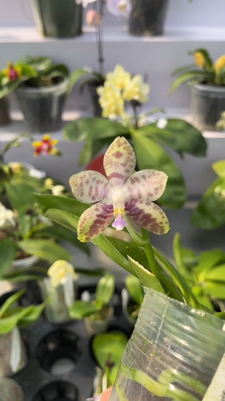 完全开放2.5寸杯超美特别的开品，实生