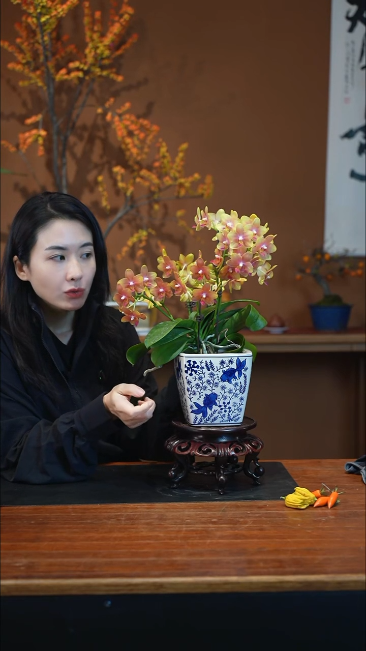 全部花朵橘子汽水盆景盆景盆景