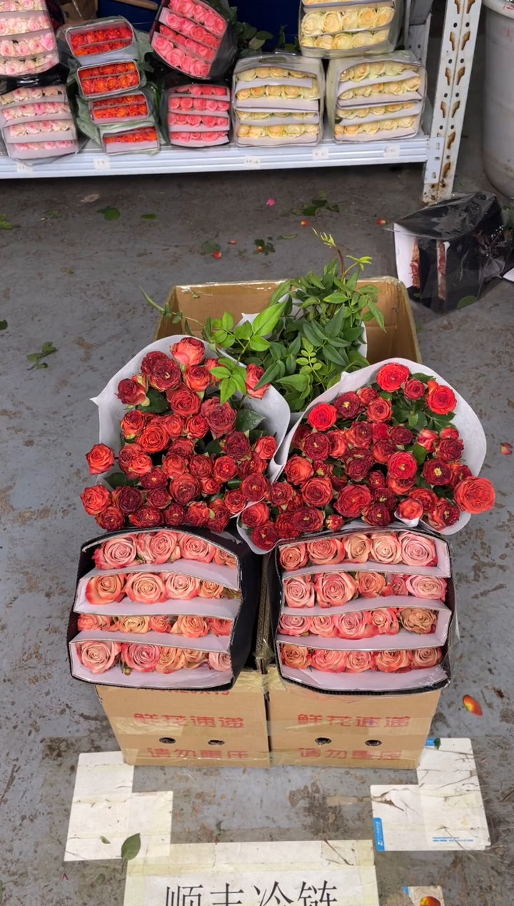 卡布20枝+巧克力10枝+九星叶