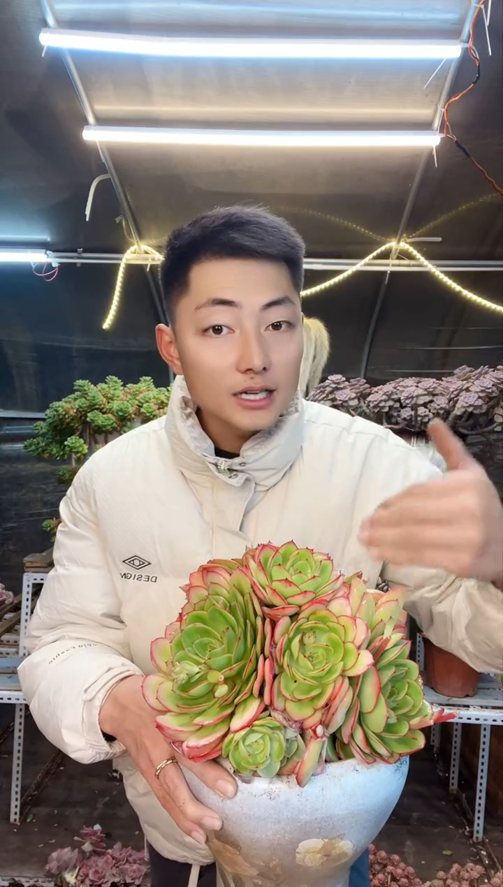 【闪购商品】群生牡丹亭