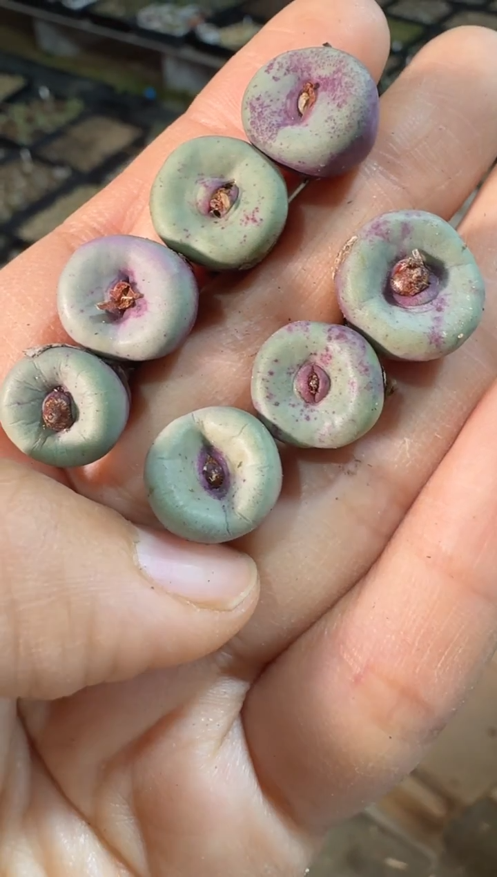 【天津专属】4多肉植物肉锥SE定向红嘴一颗