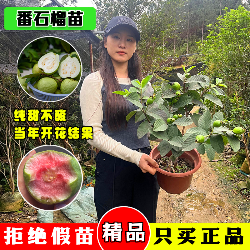 番石榴树果苗红心芭乐树苗南方种植庭院盆栽地栽四季果树当年结果
