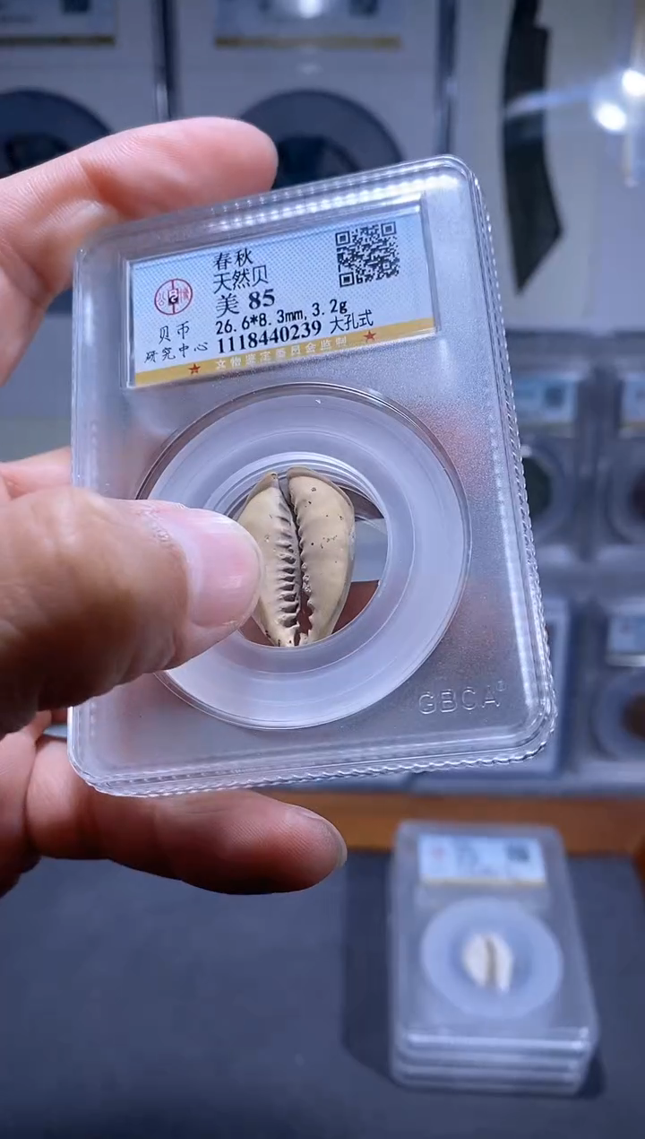 【闪购商品】铜品泉 天然海贝一枚