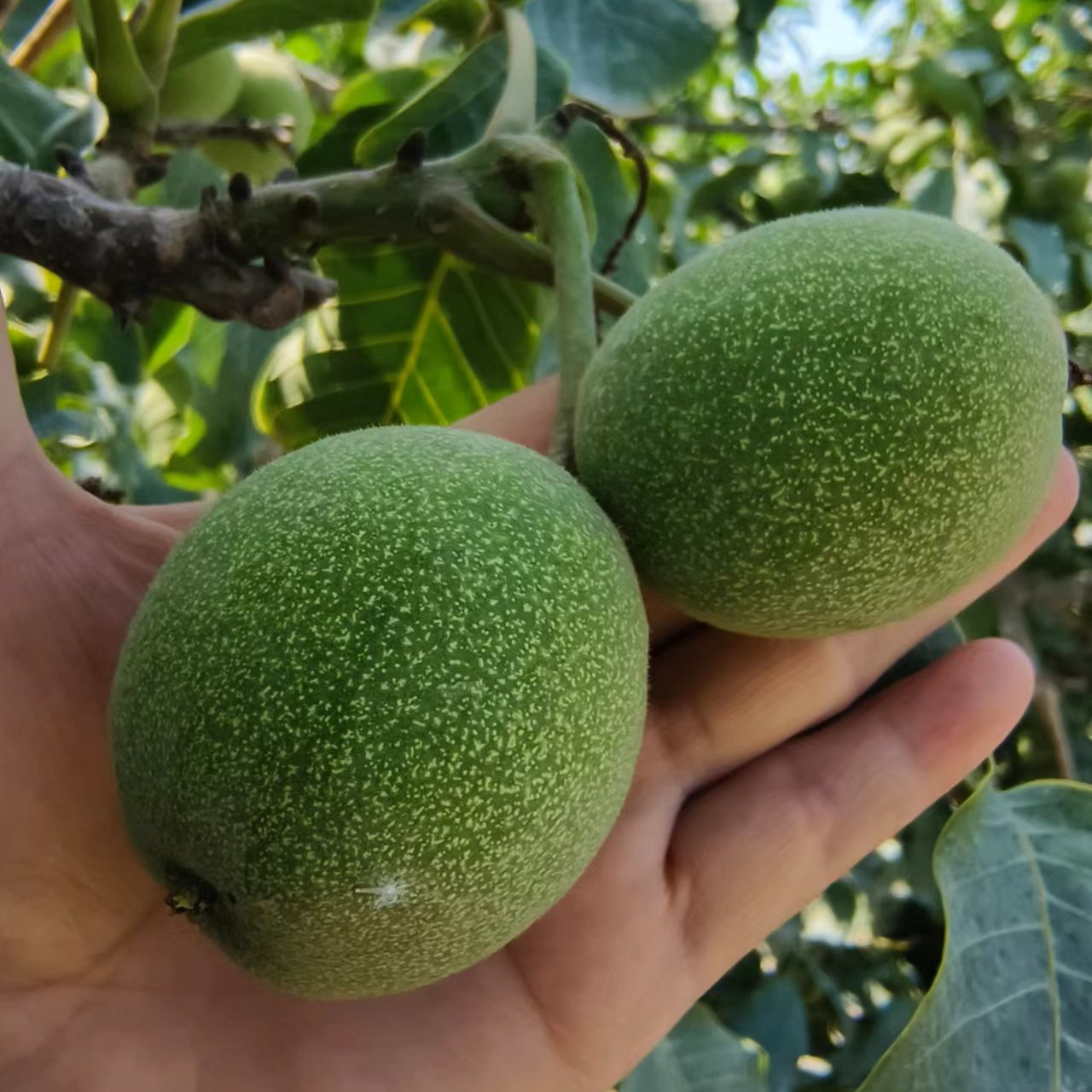 新疆阿克苏新鲜湿核桃