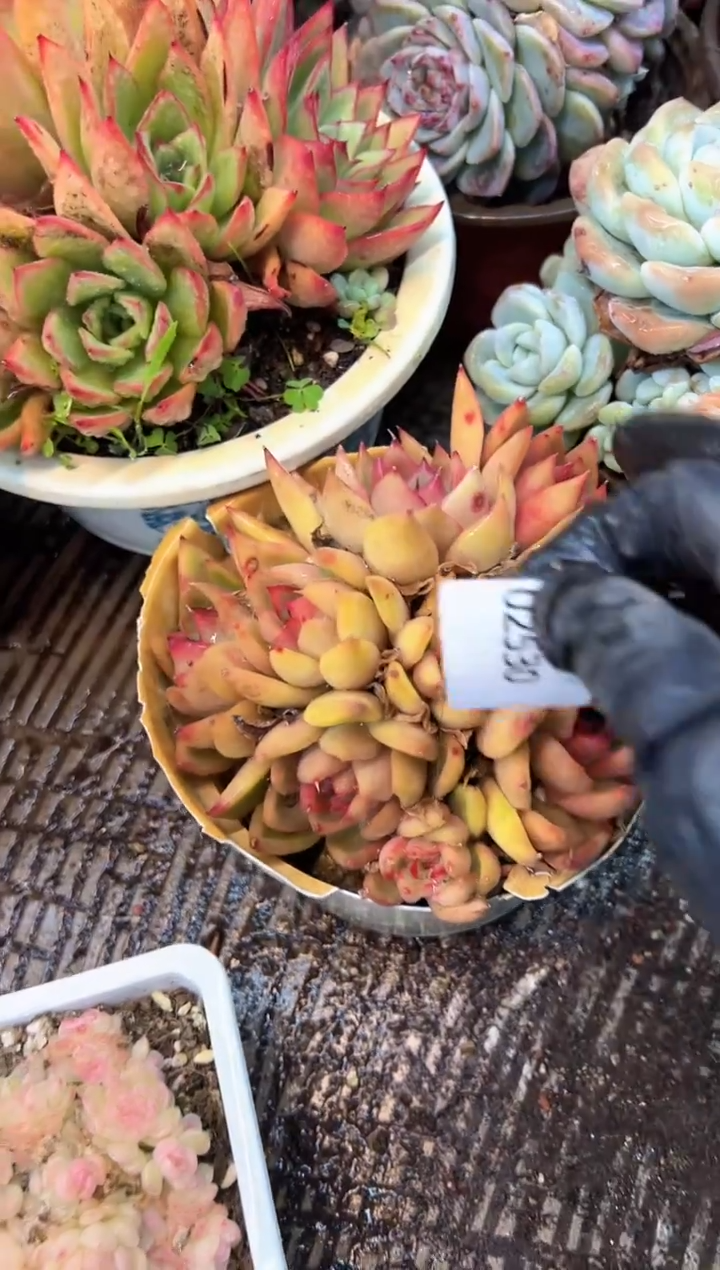 嫚*多肉植物一物一拍02530