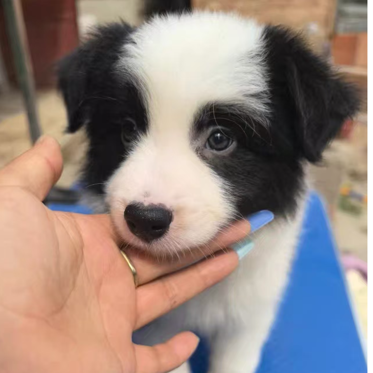 双血统边境牧羊犬