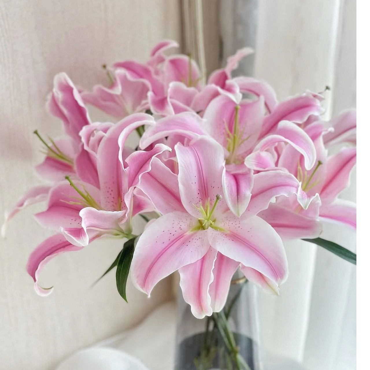 【福利爆款】双头索尔邦百合 香水百合  店铺现货包邮 鲜花