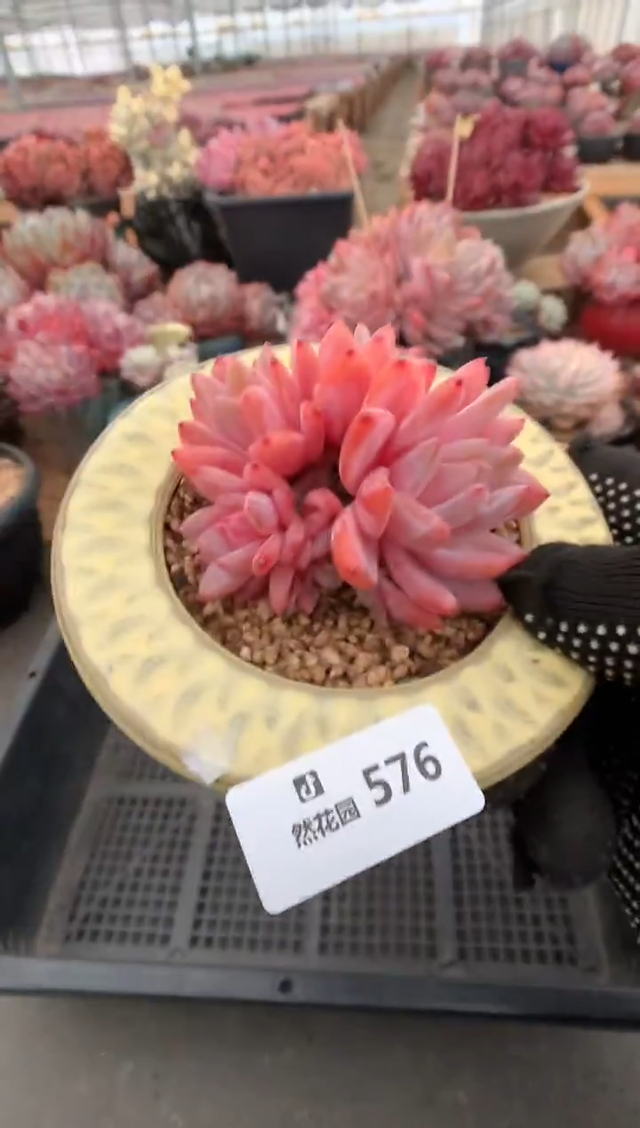 576雪天使多肉植物一物一拍