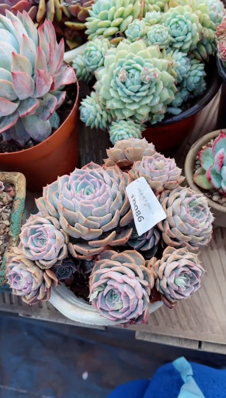 【闪购商品】10086