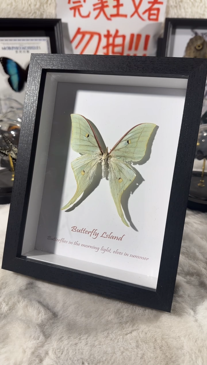 玻璃绿尾大蚕蛾   