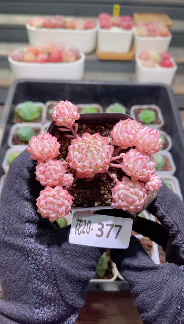 【闪购商品】20-377小粉梅