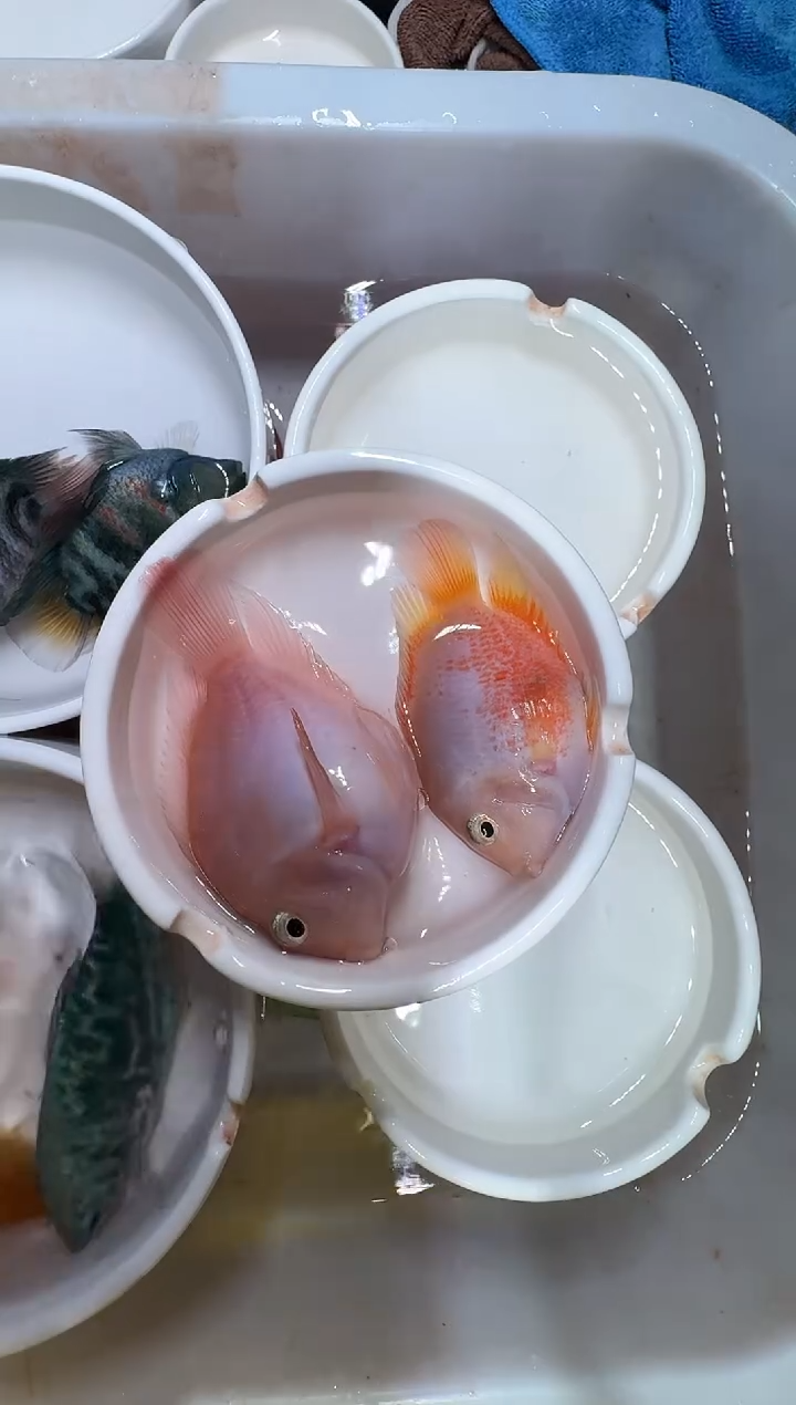 鹦鹉鱼1对胭脂粉