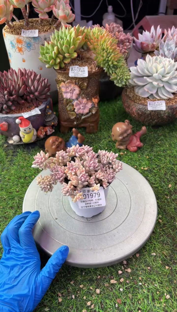 昆明印象多肉01979