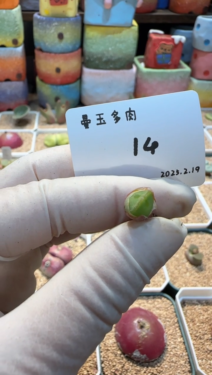 【闪购商品】25.2.19-14