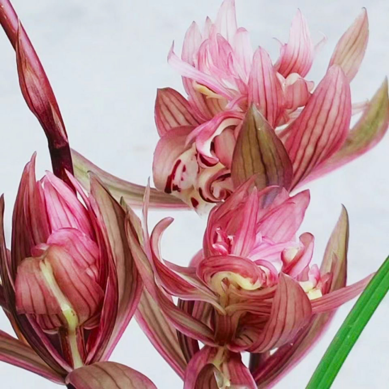 春剑春暖花开兰花年宵花过年正月年底开花可原盆土带花苞发货绿植