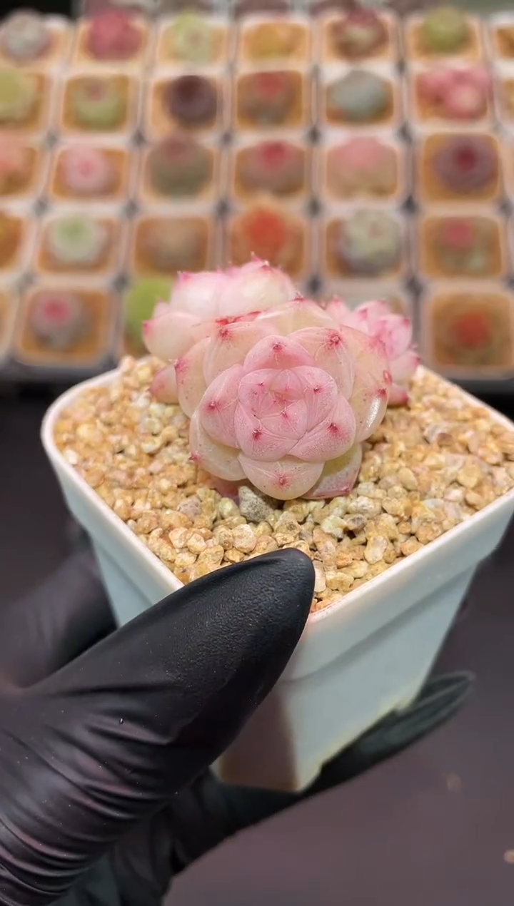 闪购645 夹心小草莓多肉一颗  