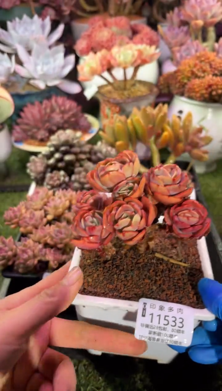 【闪购商品】11533