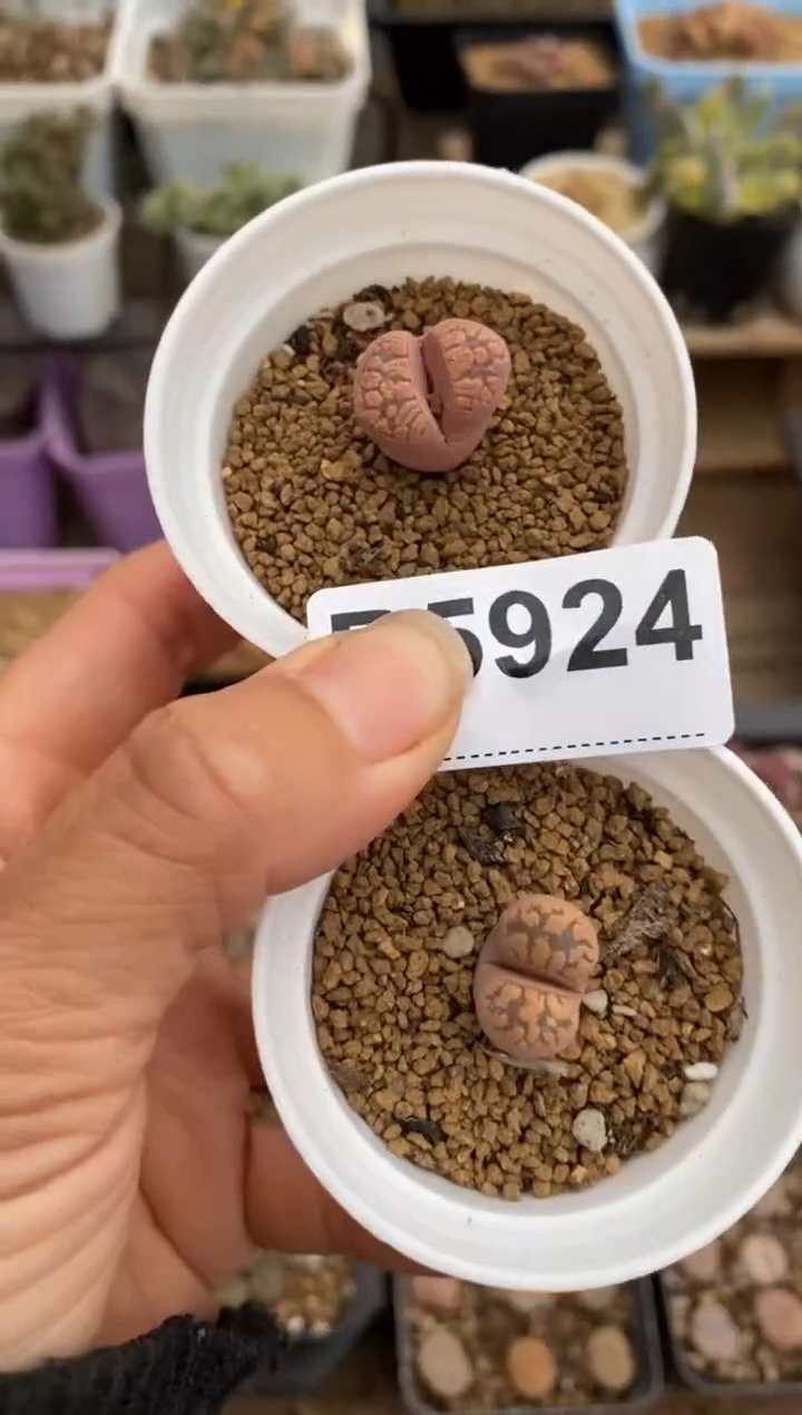 5924直播一物一拍