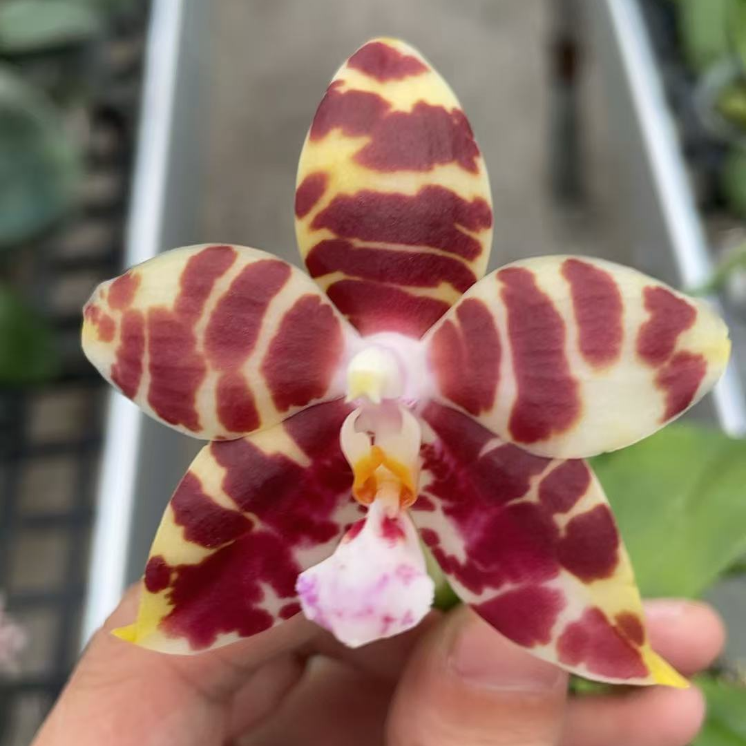 《安纹后代》实生 蝴蝶兰福利款无售（叶黄，少许空根，叶损）