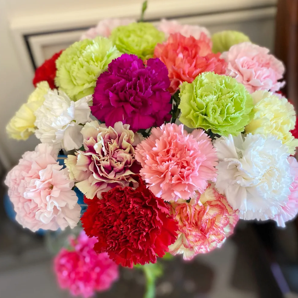 【福利爆款】 康乃馨 单头混色康乃馨 店铺现货包邮 鲜花鲜切花