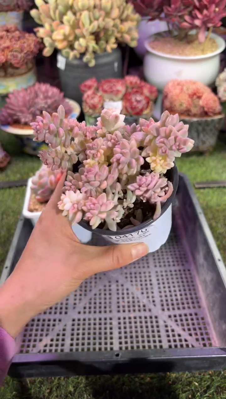 【闪购商品】04170