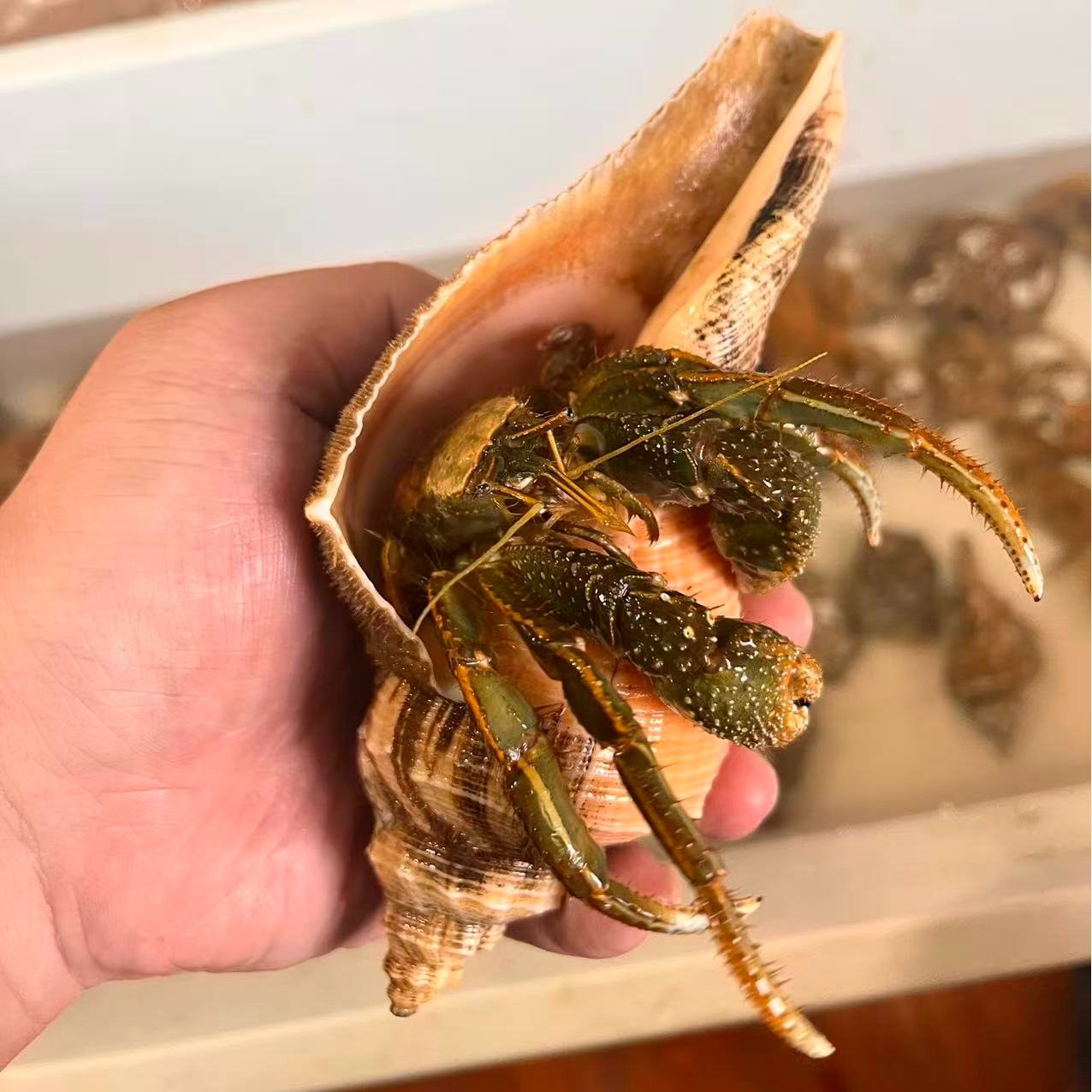 原生壳巨无霸海洋深水寄居蟹宠物蟹海缸除藻清洁水族观赏蟹大个体