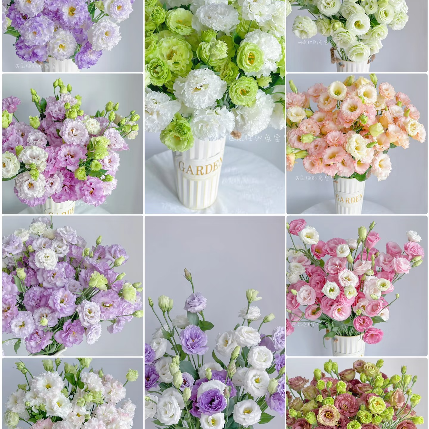 【LOVE ▏洋桔梗】无刺玫瑰夏季必养 新手友好 斗南直播现场卖花