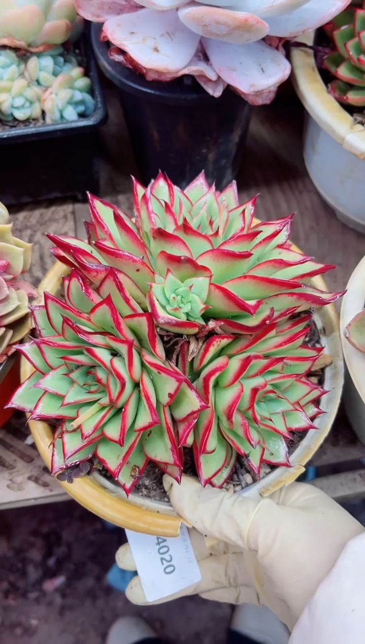 14020多肉植物一物一拍