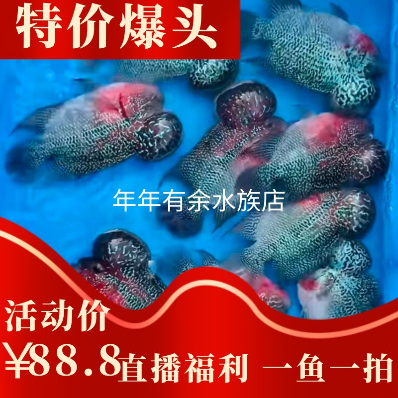 罗汉鱼火凤鸿运金花古典罗汉鱼