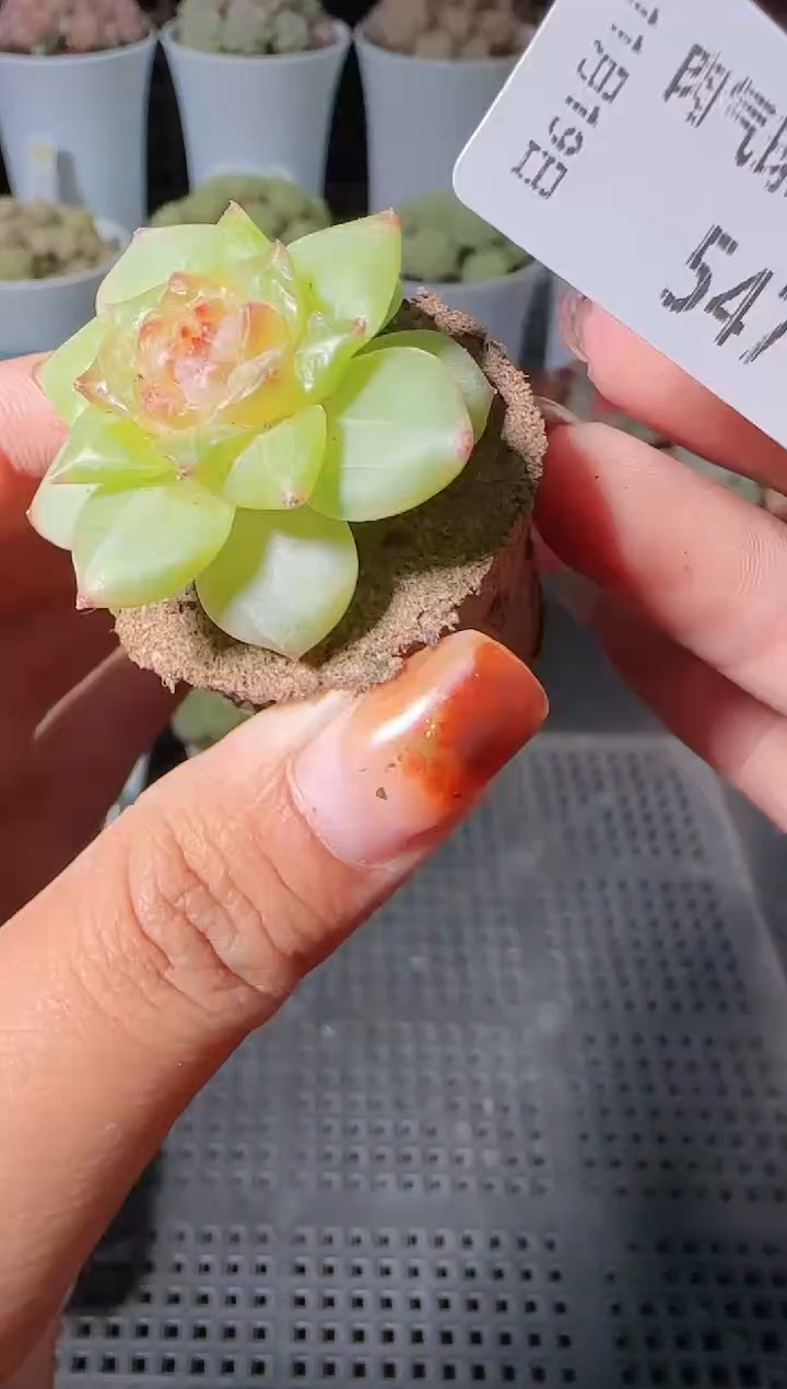 1119-547无土麦秆群生不包整