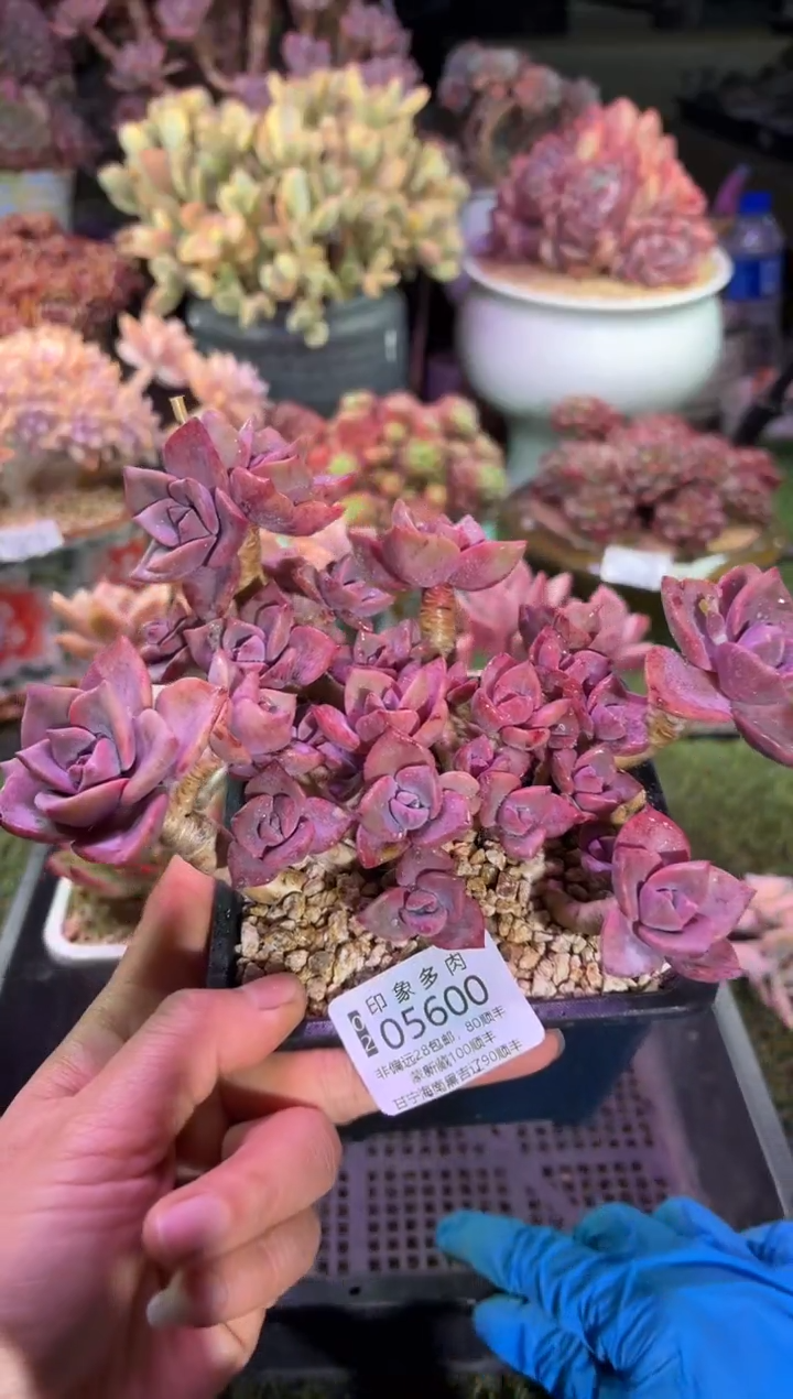 【闪购商品】05600