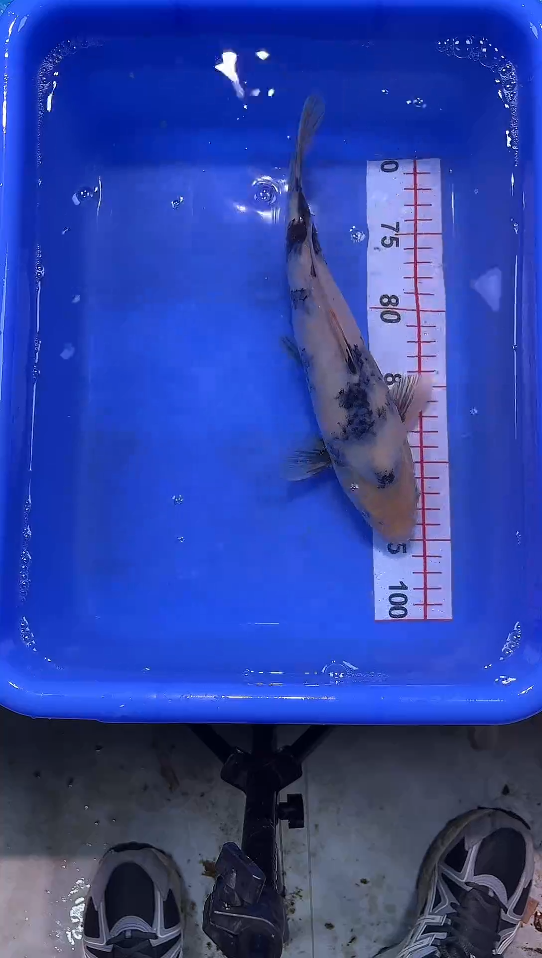 锦鲤锦鲤2026-1-4汇鼎锦鲤--80