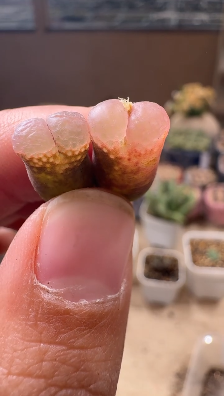 空**?8-179多肉植物肉锥