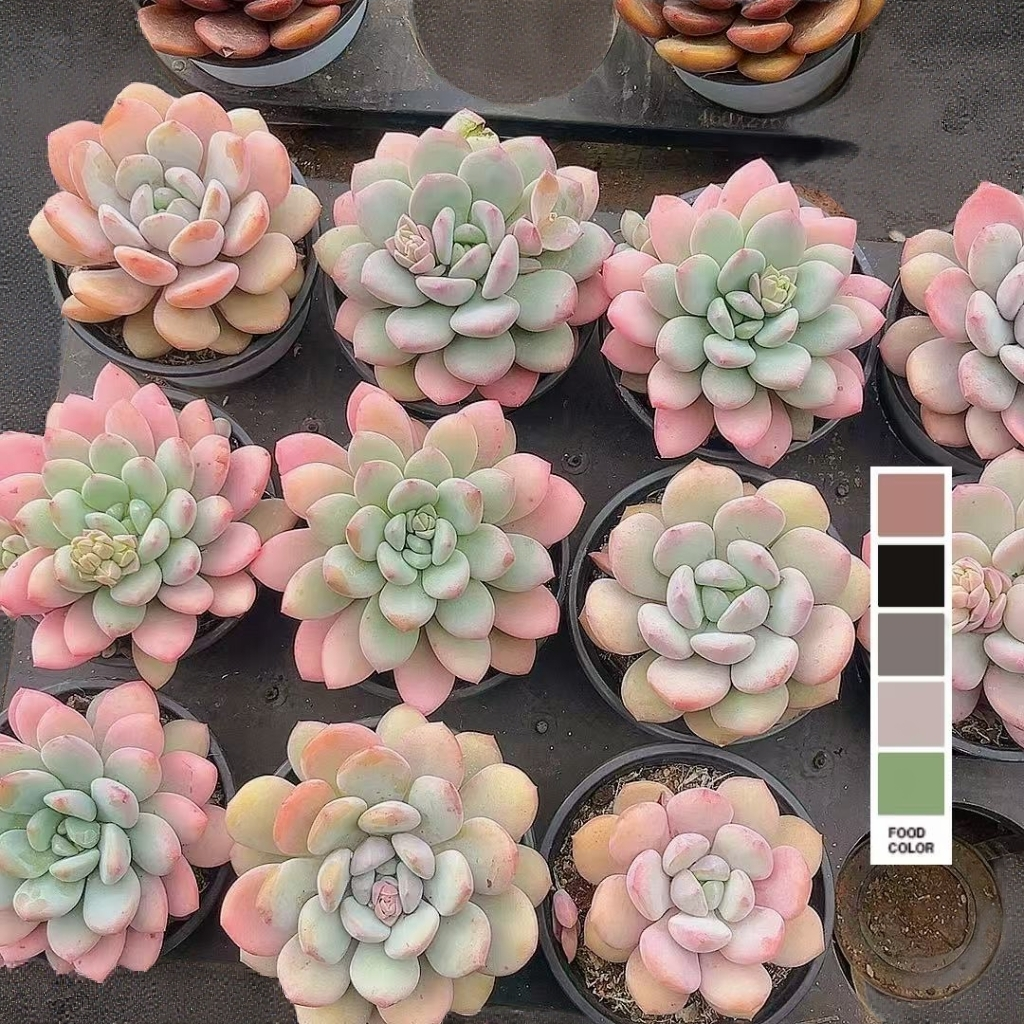 大白奶 单头起 稀缺贵货（带盆发） 多肉【满15包邮】 以直播间为准