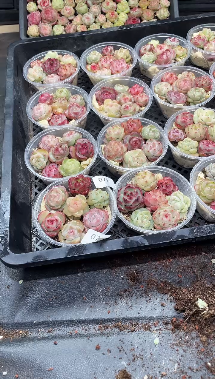 074霸道珍妮  尺寸2-3CM    量拍随机发一盒