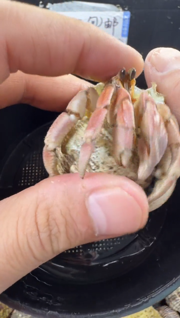 2.4口彩灰一只，不包全品