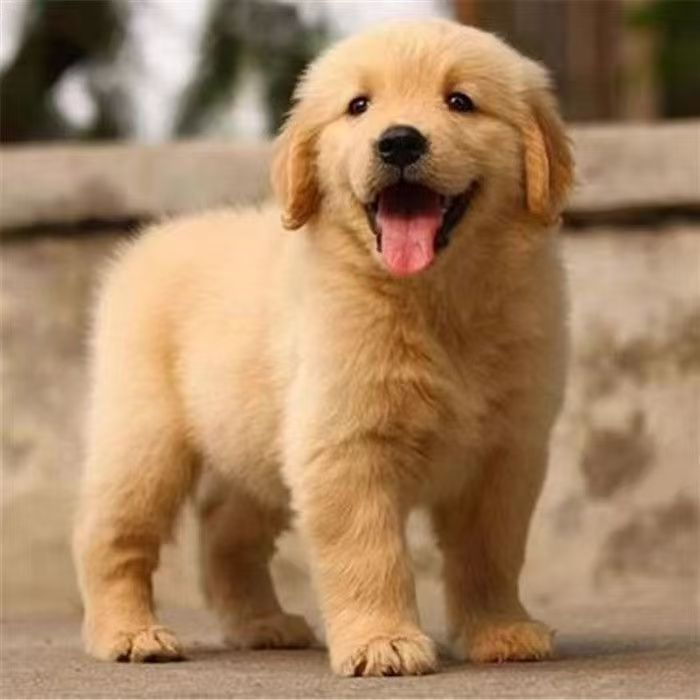 金毛拉布拉多幼犬高智商聪明活体宠物