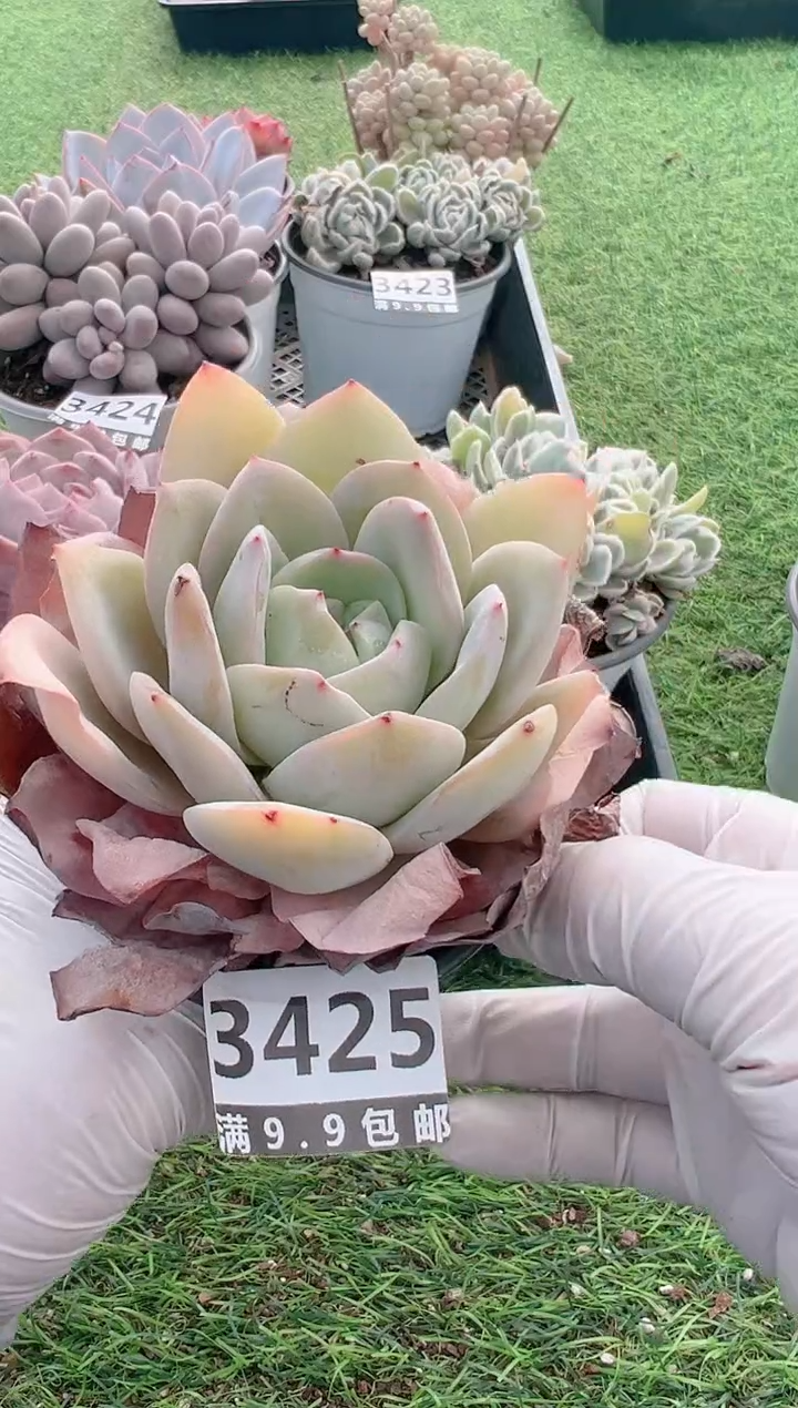 【闪购商品】信福多肉一物一拍